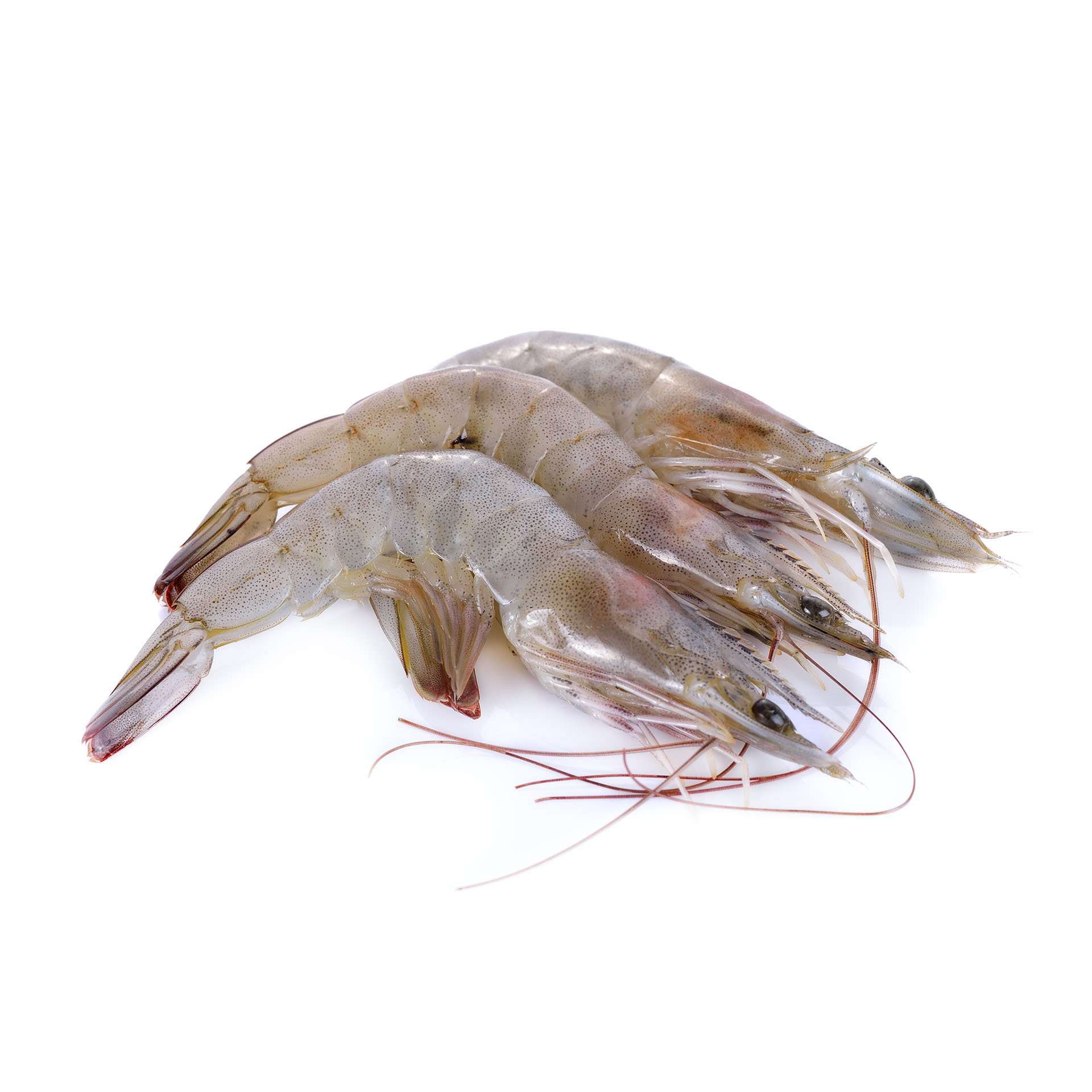 vannamei shrimp