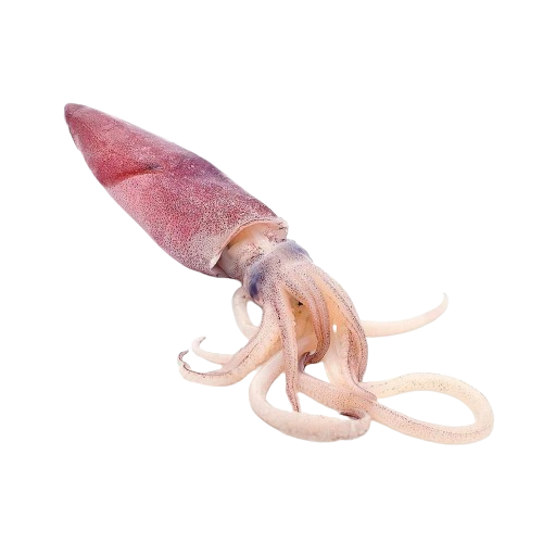 SQUID